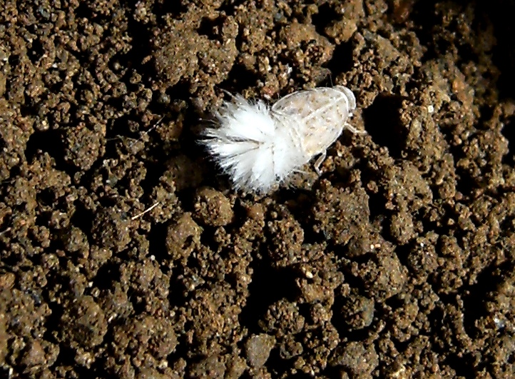 Ospiti delle formiche Myrmica: Cixiidae Reptalus sp.